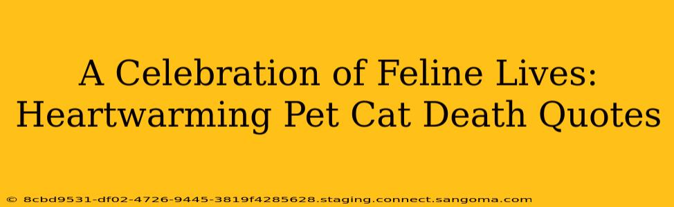 A Celebration of Feline Lives: Heartwarming Pet Cat Death Quotes