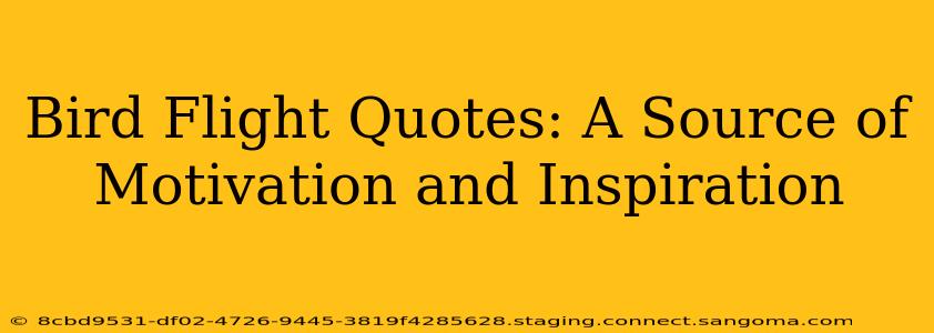 Bird Flight Quotes: A Source of Motivation and Inspiration