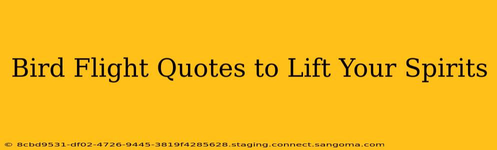 Bird Flight Quotes to Lift Your Spirits