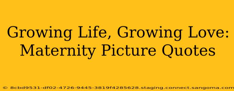 Growing Life, Growing Love: Maternity Picture Quotes