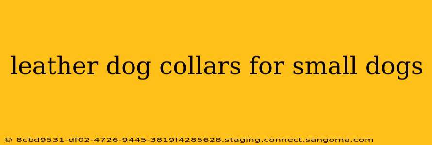 leather dog collars for small dogs