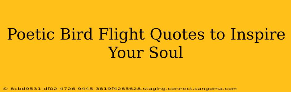 Poetic Bird Flight Quotes to Inspire Your Soul