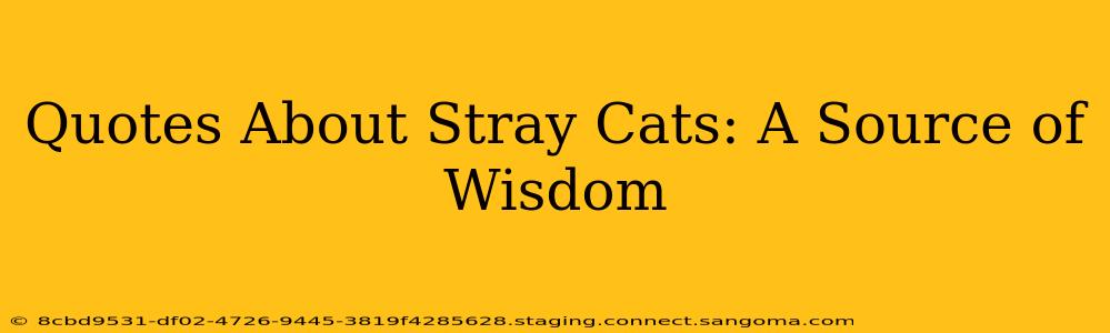 Quotes About Stray Cats: A Source of Wisdom