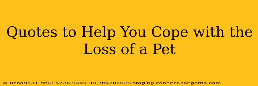 Quotes to Help You Cope with the Loss of a Pet