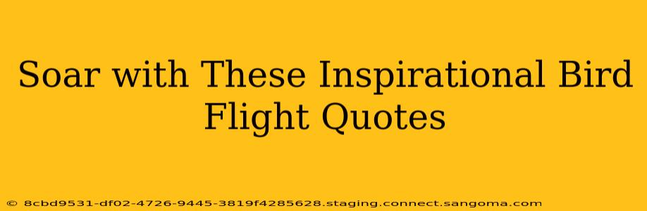 Soar with These Inspirational Bird Flight Quotes