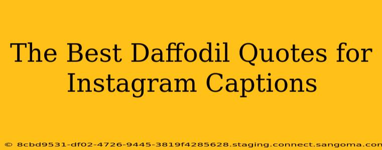 The Best Daffodil Quotes for Instagram Captions