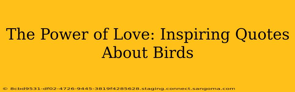 The Power of Love: Inspiring Quotes About Birds