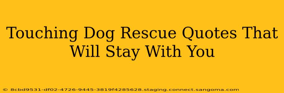 Touching Dog Rescue Quotes That Will Stay With You