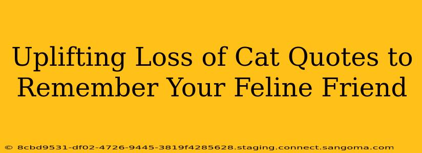 Uplifting Loss of Cat Quotes to Remember Your Feline Friend